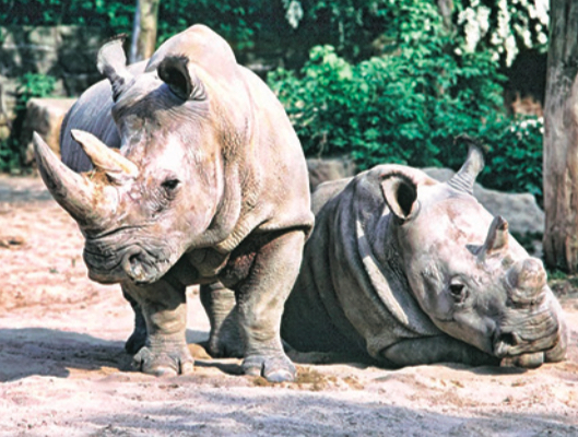 You are currently viewing 48 rhinos fall prey to poachers