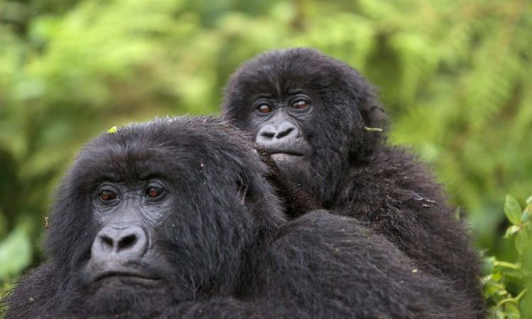 You are currently viewing Kwita Izina, a Gorilla Naming Ritual Borrowed From an Old Rwanda Tradition | The African Exponent.