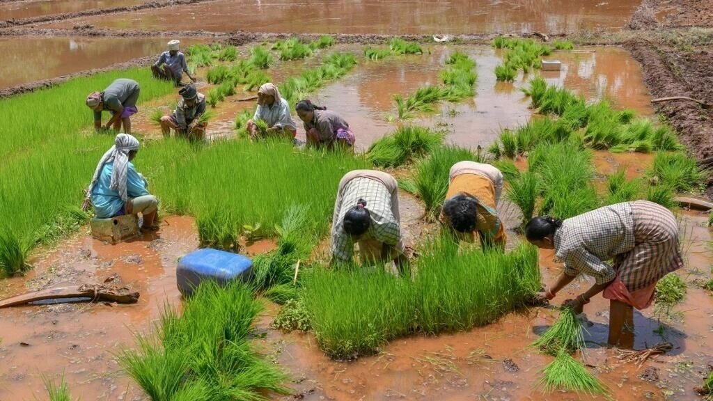 You are currently viewing Sécurité alimentaire : l’Afrique redoute une hausse du prix du riz