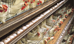 Read more about the article Suspension of anti-dumping duty to hurt Nam poultry