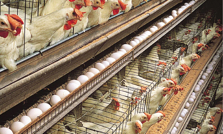 You are currently viewing Suspension of anti-dumping duty to hurt Nam poultry