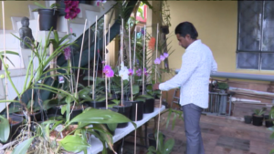 Read more about the article [VIDÉO] Dans le jardin de Yogin Cundasamy pousse la plus grande espèce d’orchidée dans le monde