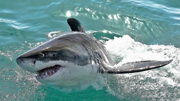 Read more about the article Woman Killed by Shark in South Africa | The African Exponent.