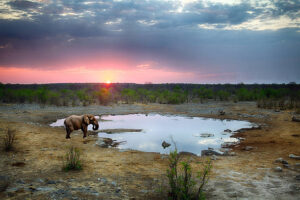 Read more about the article Okaukukejo waterhole live streams on DSTV