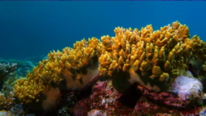 Read more about the article [VIDÉO] 160 mille boutures de coraux seront cultivées au parc marin de Blue-Bay