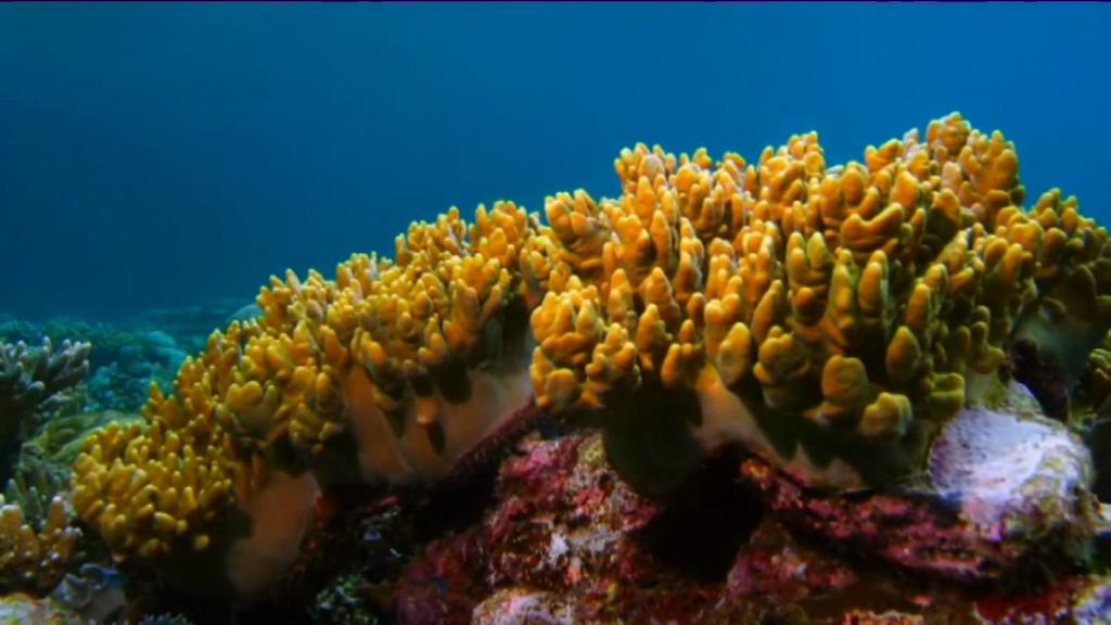 You are currently viewing [VIDÉO] 160 mille boutures de coraux seront cultivées au parc marin de Blue-Bay