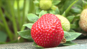 Read more about the article [VIDÉO] Production locale des fraises : plan d’aide pour l’achat de filets