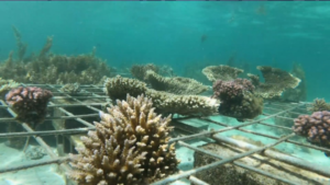 Read more about the article [VIDÉO] Restaurer des récifs coralliens à travers des Spider Frames