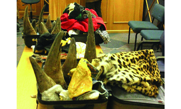 You are currently viewing Claims of more rhino horns going missing from police hands
