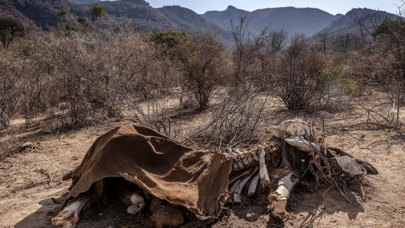 Read more about the article Hundreds of elephants, wildebeests and zebras dead in Kenya amid prolonged drought | CNN