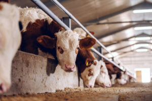 Read more about the article Livestock marketing hits higher levels
