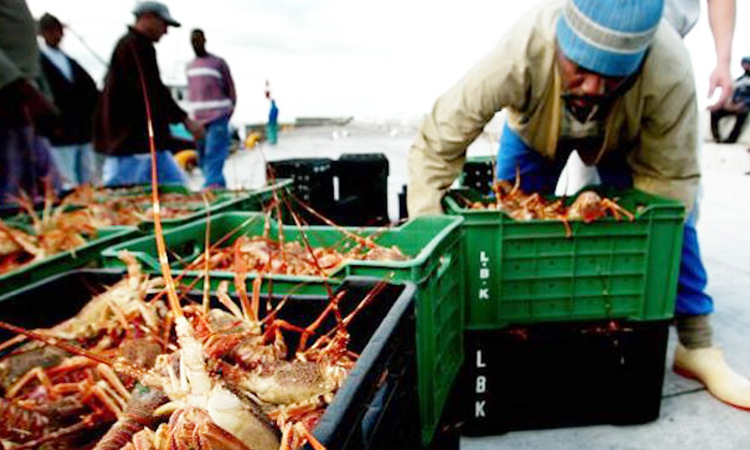You are currently viewing Rock lobster stocks ‘worrisome’ – The Namibian
