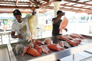 Read more about the article Sustainability: Monitoring fish catch at entry points in Seychelles remains significant challenge