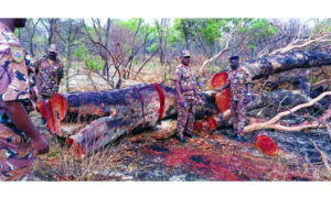 Read more about the article Zambezi forest under daily threat from illegal timber harvesters
