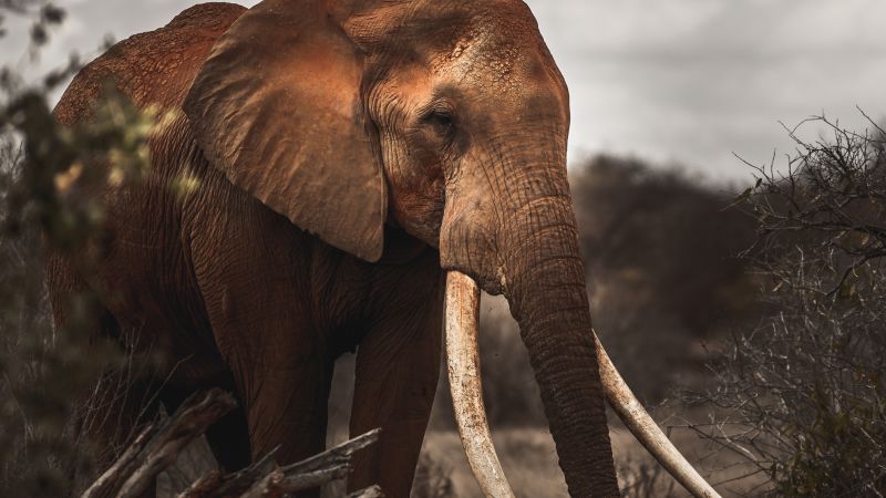Read more about the article Last of the ‘Super Tuskers’: Saving Kenya’s majestic megafauna | CNN