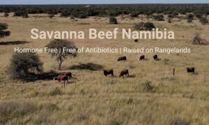 Read more about the article Savanna Beef now seeking institutional capital