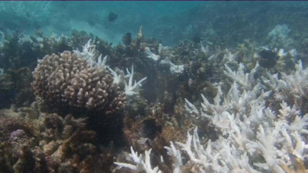 You are currently viewing [VIDÉO] Des scientifiques Japonais notent la présence d’un type de corail appelé “Super Corals”
