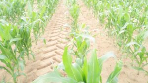 Read more about the article Namibia heads for maize self-sufficiency