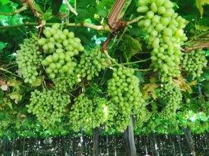 Read more about the article Namibian grape exports exceed expectations