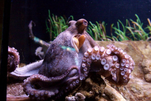 Read more about the article Octopus: Seychelles conducts a baseline study to assess local fishery