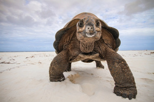 Read more about the article Seychelles’ Aldabra giant tortoise’s genome decoded, arming scientists with tools to protect species