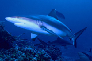 Read more about the article Seychelles exported nearly 5 tonnes of shark fins from bycatch in 2022