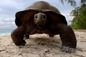 Read more about the article Seychelles investigates how 72 Aldabra giant tortoises were smuggled to Spain