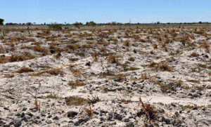 Read more about the article Belgians tackle desertification in Namibia