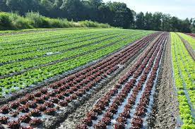 Read more about the article Local horticultural farmers satisfy demand