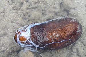 Read more about the article Seychelles and Mauritius to explore joint management area for sea cucumber