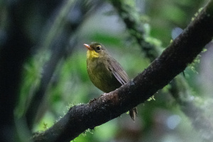 Read more about the article Long lost Madagascar songbird seen again in wild