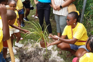 Read more about the article Revival of Seychellois tradition: Little Explorers Club plants vacoa trees