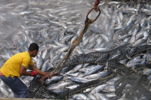 Read more about the article Tuna fisheries: Seychelles improves IOTC compliance rating
