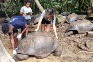 You are currently viewing Seychelles’ Aldabra giant tortoises are “so crucial to island restoration projects,” says IOTA official