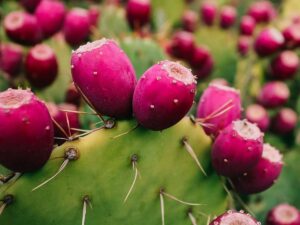 Read more about the article Kenyan Maasai Women Turn Deadly Cactus Species into Food
