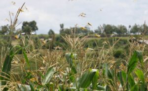 Read more about the article Malawi: Tanzania Imposes Bans On Soybeans, Maize Seeds From Malawi