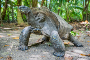 Read more about the article Seychelles’ giant tortoises: New genetics study by University of Zurich on Silhouette’s reptiles 