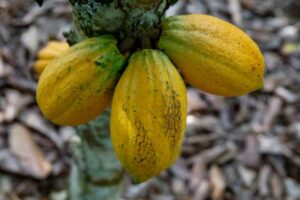 Read more about the article Ivory Coast to Boost Cocoa Farmgate Price Amid Global Market Deficit
