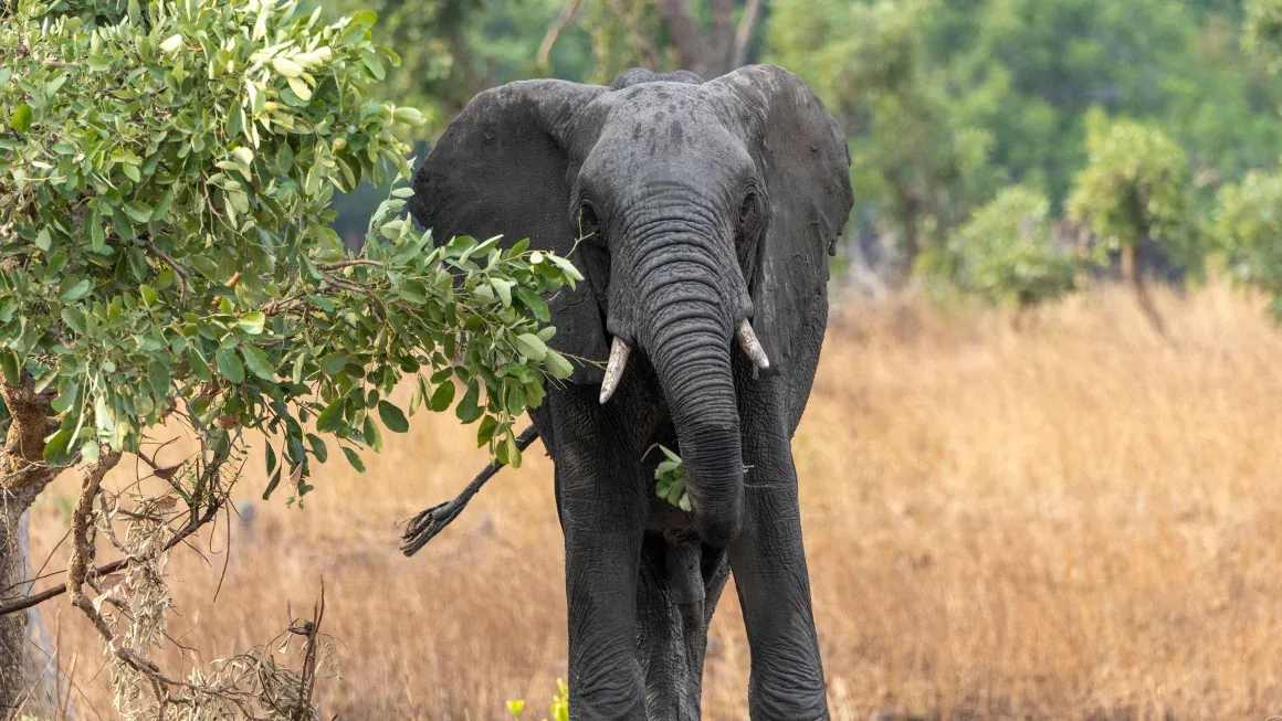 Read more about the article Tragic Elephant Encounter in Zambia Results in American Tourist’s Death